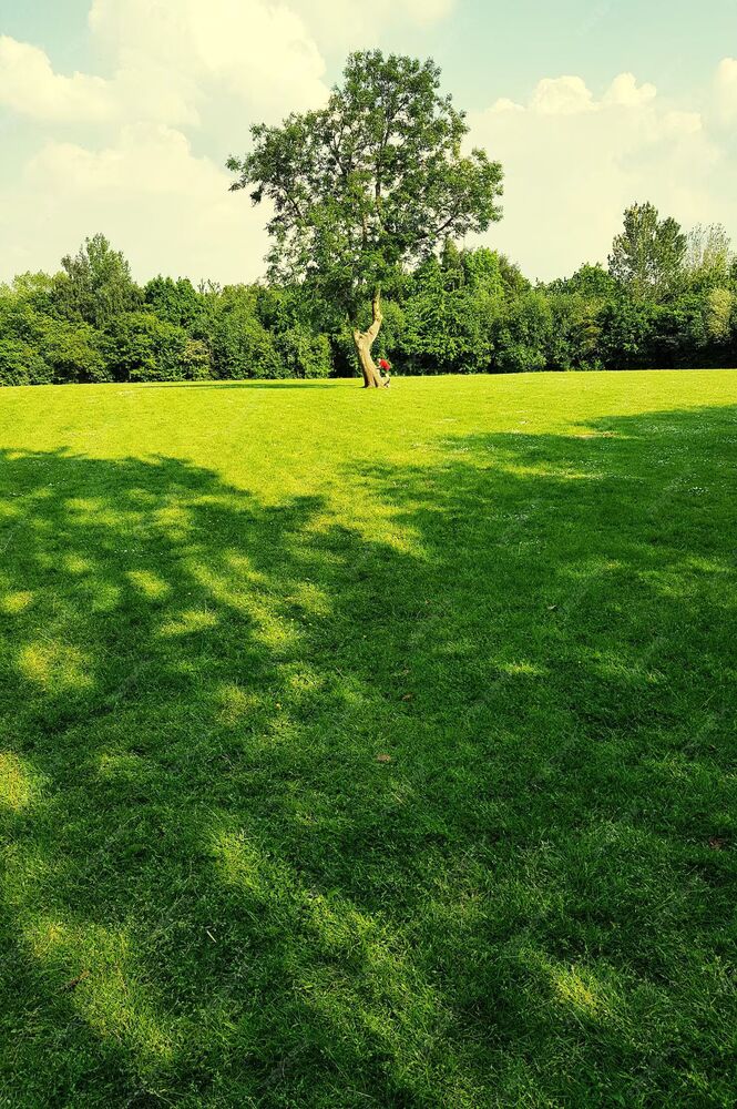 Park and Playground